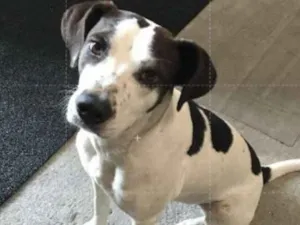 Cachorro raça VIRA - LATA  idade 2 anos nome LAURA 