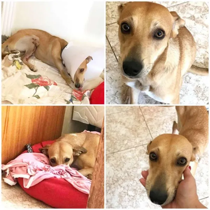 Cachorro raça SRD idade 1 ano nome Mel