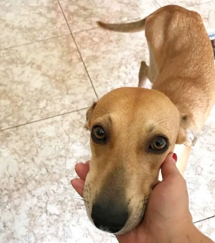 Cachorro raça SRD idade 1 ano nome Mel