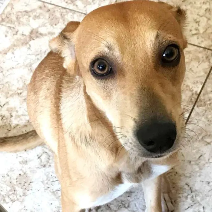 Cachorro raça SRD idade 1 ano nome Mel