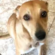 Mel