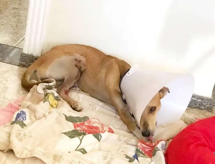 Cachorro raça SRD idade 1 ano nome Mel