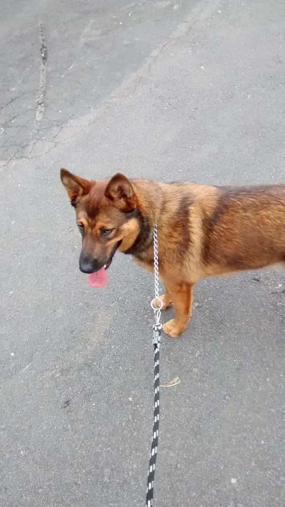 Cachorro ra a Pastor Belga idade 1 ano nome Zeus