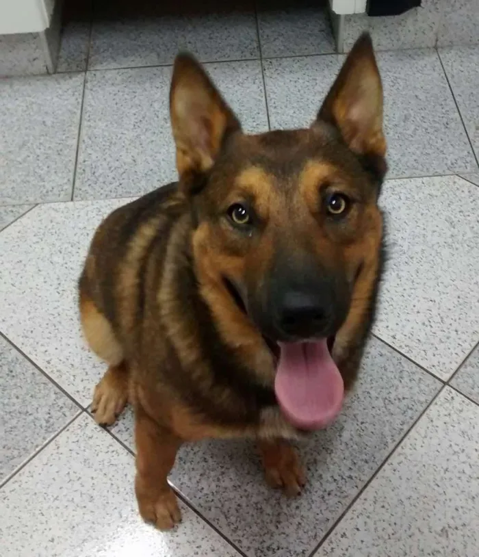 Cachorro ra a Pastor Belga idade 1 ano nome Zeus