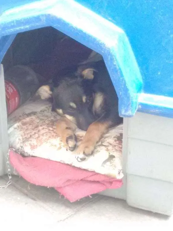 Cachorro ra a Vira Lata + Rottweiler idade 2 a 6 meses nome Nyna