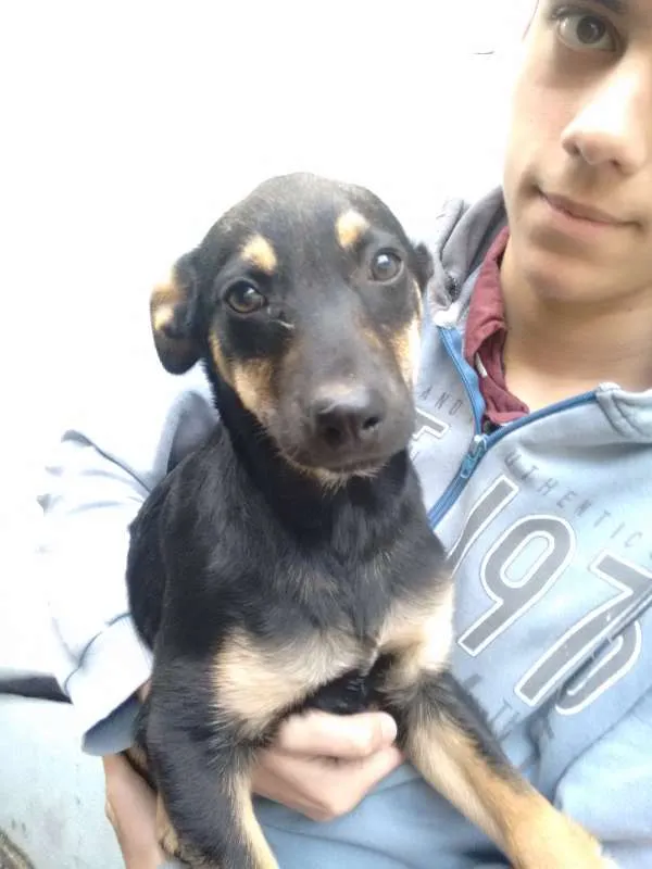 Cachorro ra a Vira Lata + Rottweiler idade 2 a 6 meses nome Nyna