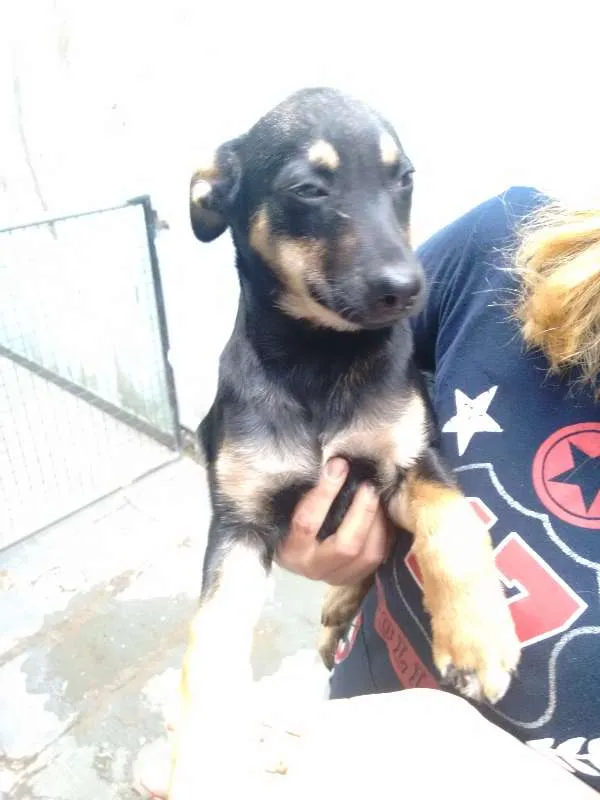 Cachorro ra a Vira Lata + Rottweiler idade 2 a 6 meses nome Nyna