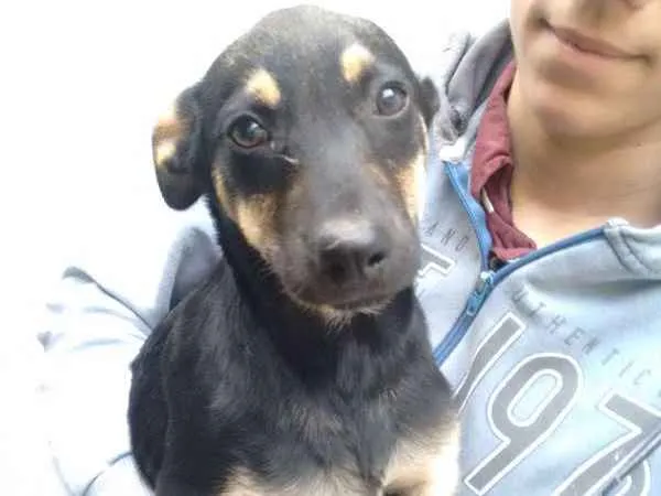 Cachorro ra a Vira Lata + Rottweiler idade 2 a 6 meses nome Nyna