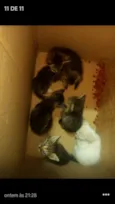 filhotes de gato
