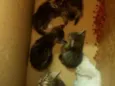 filhotes de gato