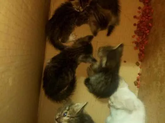 Gato ra a  idade Abaixo de 2 meses nome filhotes de gato