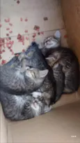 filhotes de gato