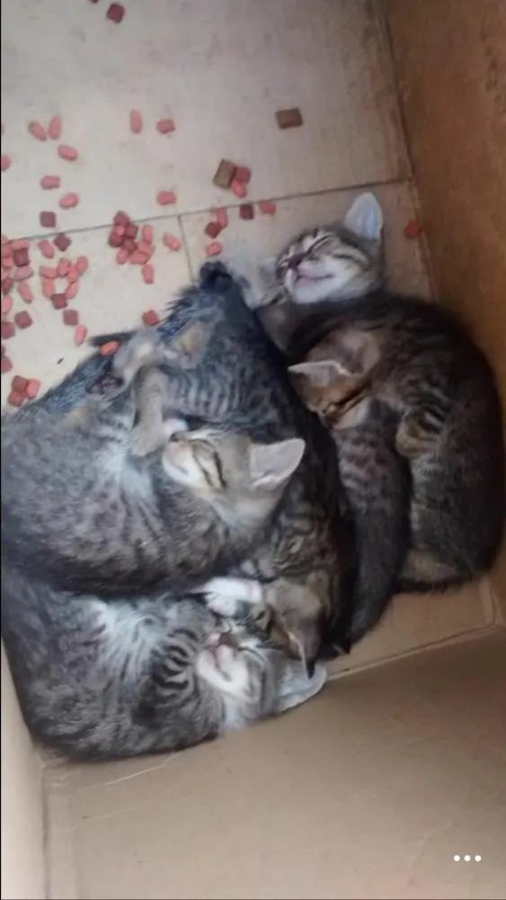 Gato ra a  idade Abaixo de 2 meses nome filhotes de gato