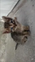 filhotes de gato