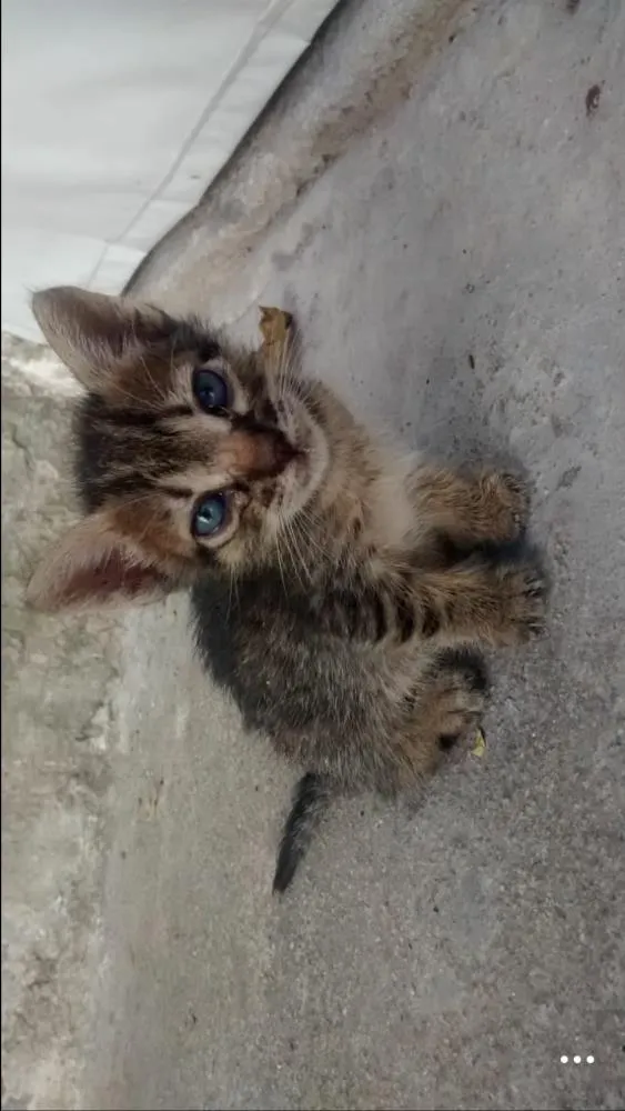 Gato ra a  idade Abaixo de 2 meses nome filhotes de gato
