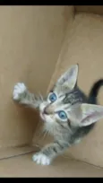 filhotes de gato