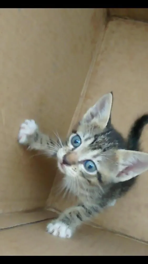 Gato ra a  idade Abaixo de 2 meses nome filhotes de gato