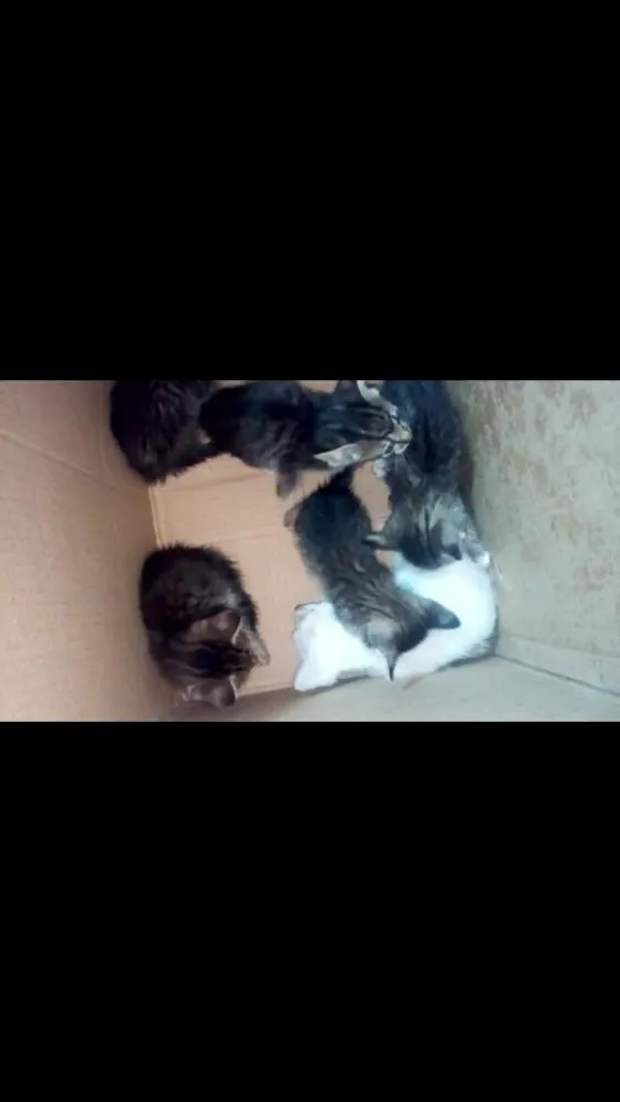 Gato ra a  idade Abaixo de 2 meses nome filhotes de gato