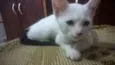 filhotes de gato