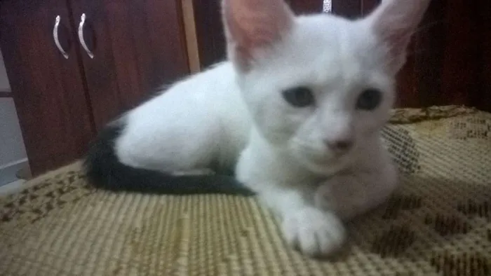 Gato ra a  idade Abaixo de 2 meses nome filhotes de gato