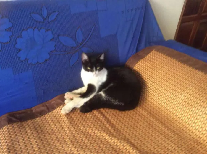 Gato raça vira-lata idade 2 a 6 meses nome Oreo