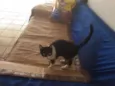 Oreo