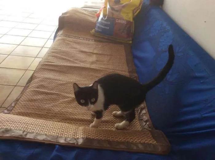 Gato raça vira-lata idade 2 a 6 meses nome Oreo