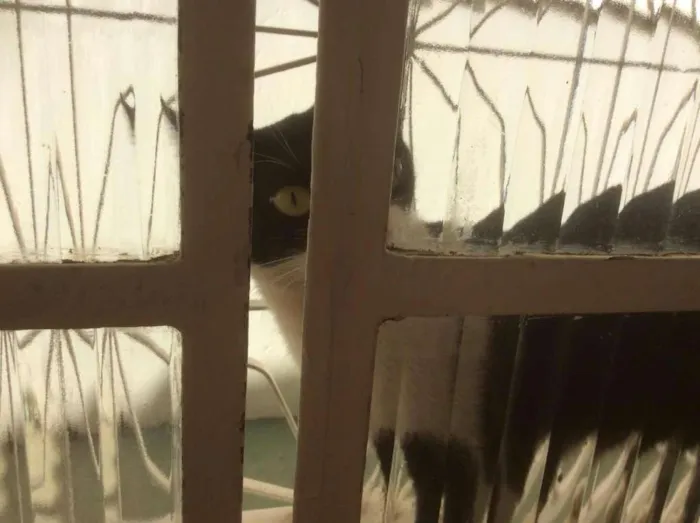 Gato raça vira-lata idade 2 a 6 meses nome Oreo