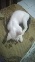 filhotes de gato