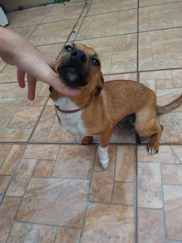 Cachorro ra a Srd idade 2 a 6 meses nome Wood