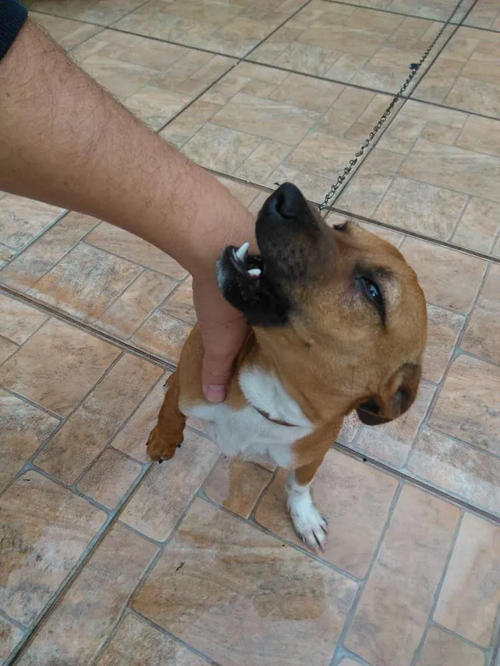 Cachorro ra a Srd idade 2 a 6 meses nome Wood