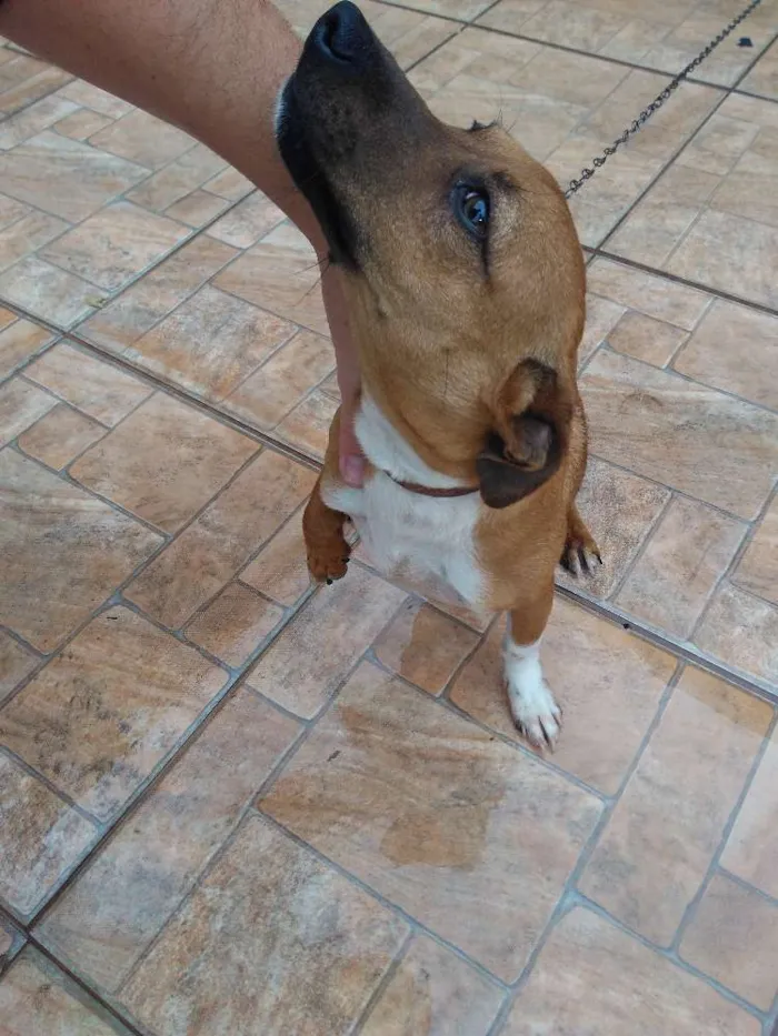 Cachorro ra a Srd idade 2 a 6 meses nome Wood