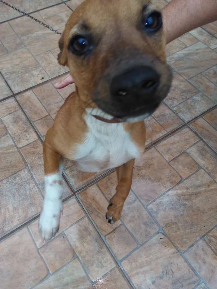 Cachorro ra a Srd idade 2 a 6 meses nome Wood