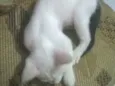 filhotes de gato