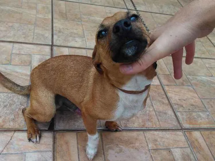 Cachorro ra a Srd idade 2 a 6 meses nome Wood