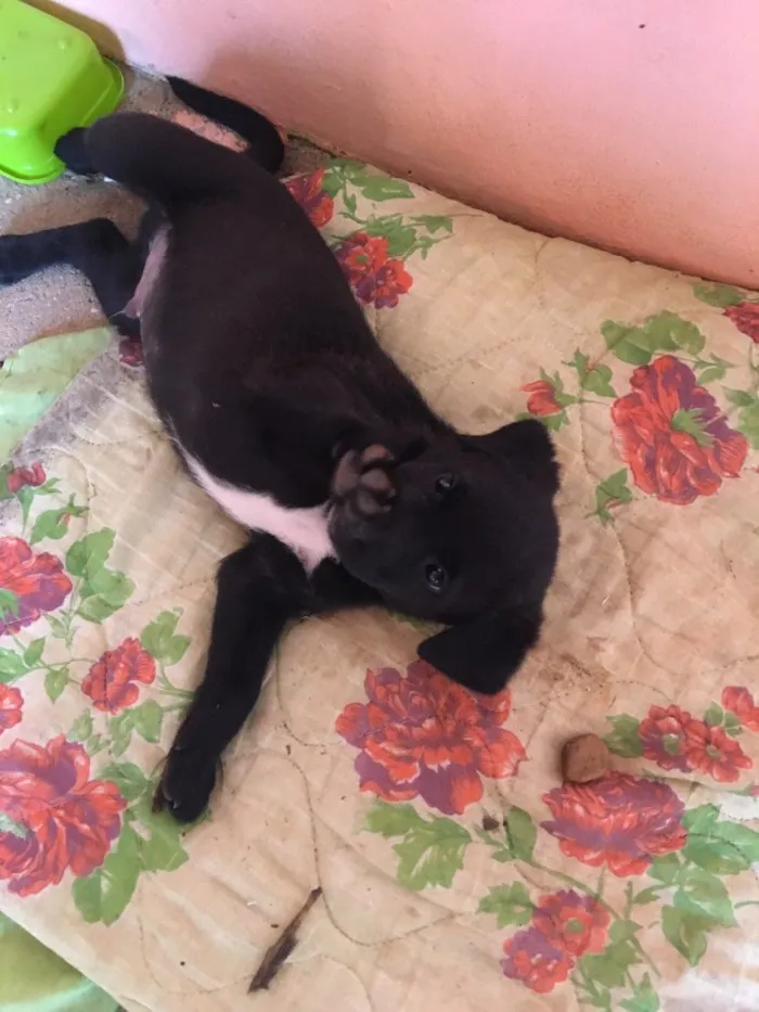 Cachorro ra a Vira-Lata idade 2 a 6 meses nome Romeu