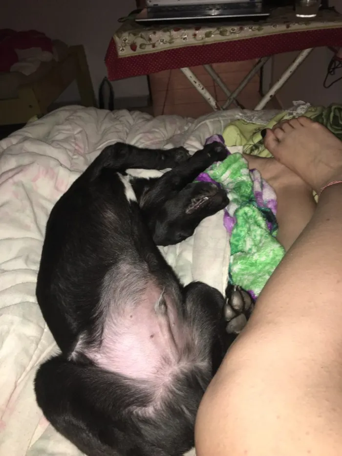 Cachorro ra a Vira-Lata idade 2 a 6 meses nome Romeu