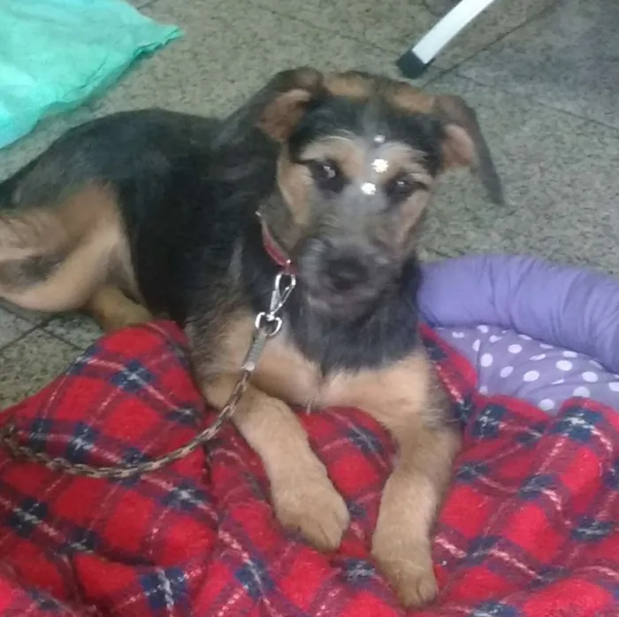 Cachorro ra a Sem raça definida idade 1 ano nome Vitória