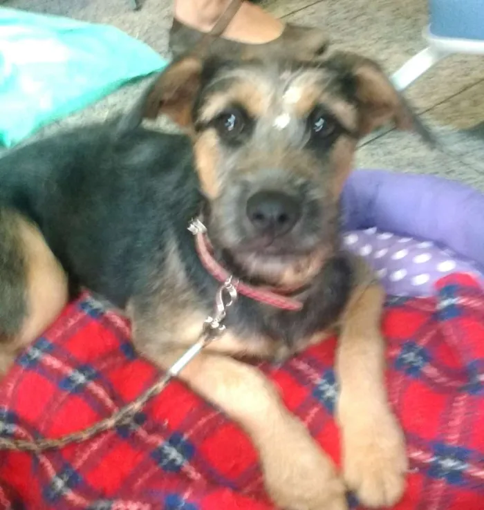 Cachorro ra a Sem raça definida idade 1 ano nome Vitória