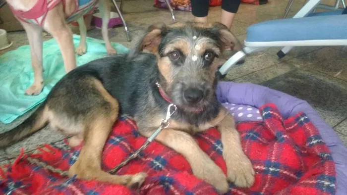 Cachorro ra a Sem raça definida idade 1 ano nome Vitória