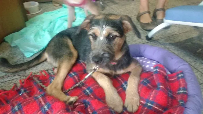 Cachorro ra a Sem raça definida idade 1 ano nome Vitória