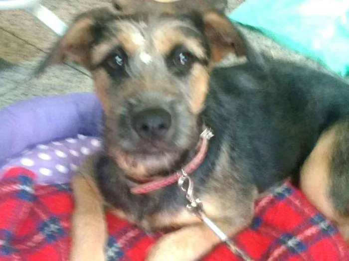 Cachorro ra a Sem raça definida idade 1 ano nome Vitória