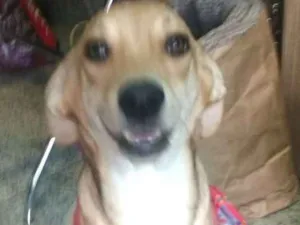 Gato raça Sem raça definida idade  nome Clara
