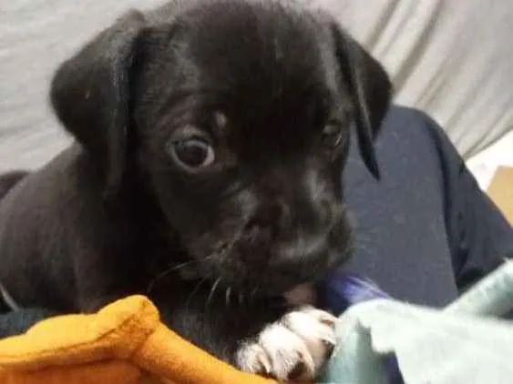 Cachorro ra a Vira lata idade 2 a 6 meses nome Não tem nome