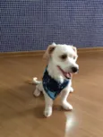 Jimmy