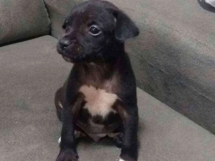 Cachorro ra a Vira lata idade 2 a 6 meses nome Não tem nome