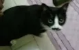 Preta