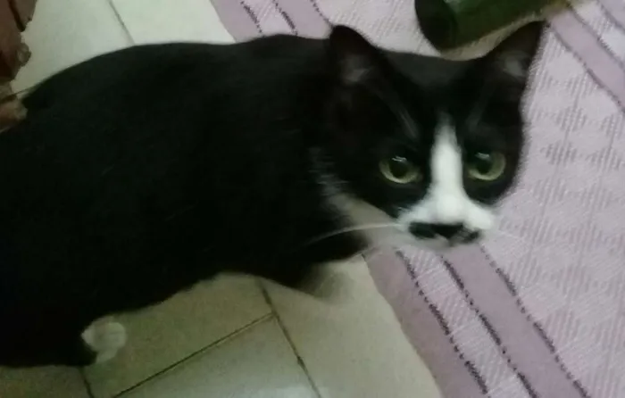 Gato ra a Vira lata idade 2 anos nome Preta