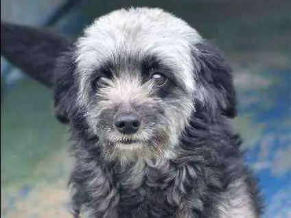 Cachorro ra a  idade 3 anos nome Brenda Pequena