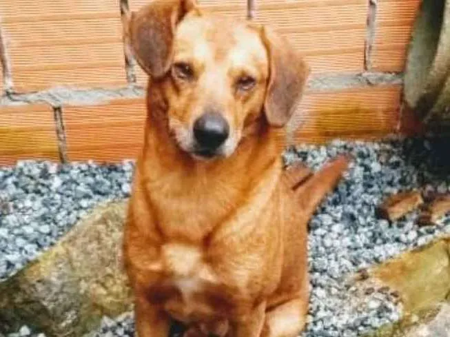 Cachorro ra a Vira lata idade 3 anos nome Valente